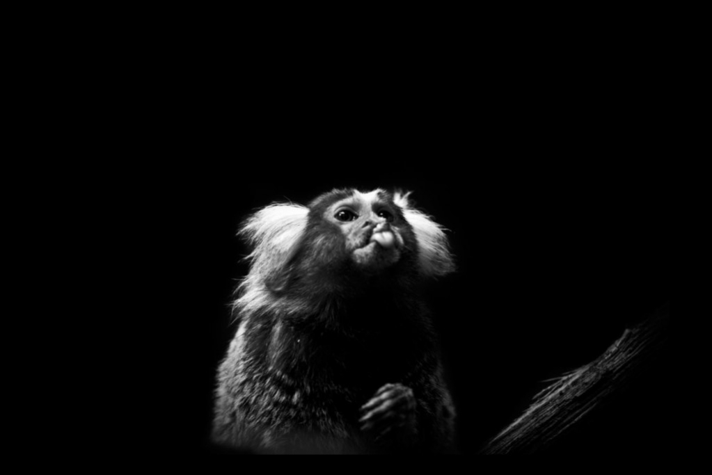 animalia project - Black & White Photography