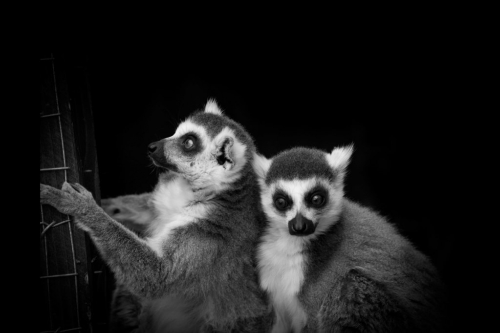 animalia project - Black & White Photography