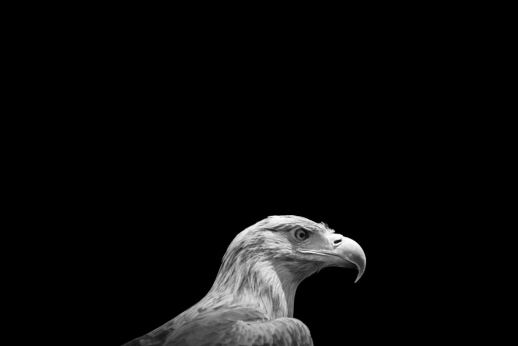 animalia project - Black & White Photography