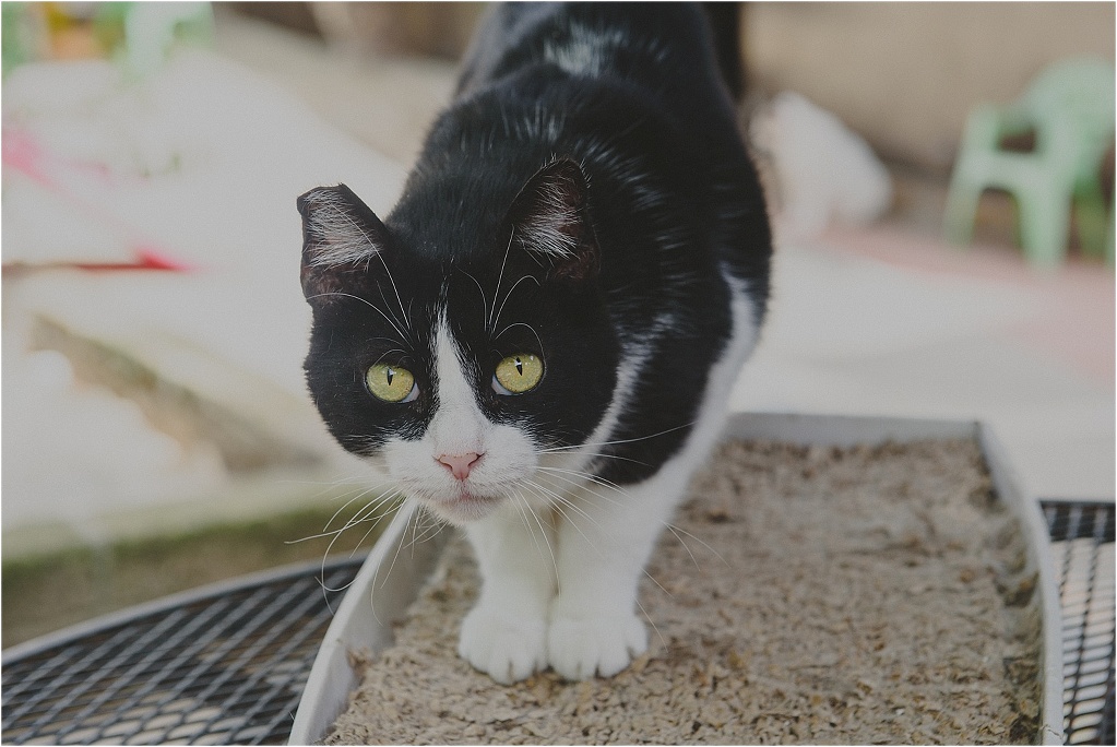 Animal Photography >> Cats