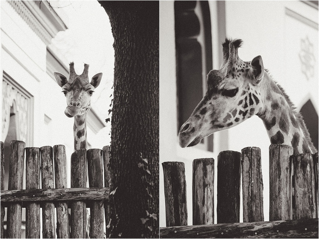 giraffe_animal_photography_0002.jpg