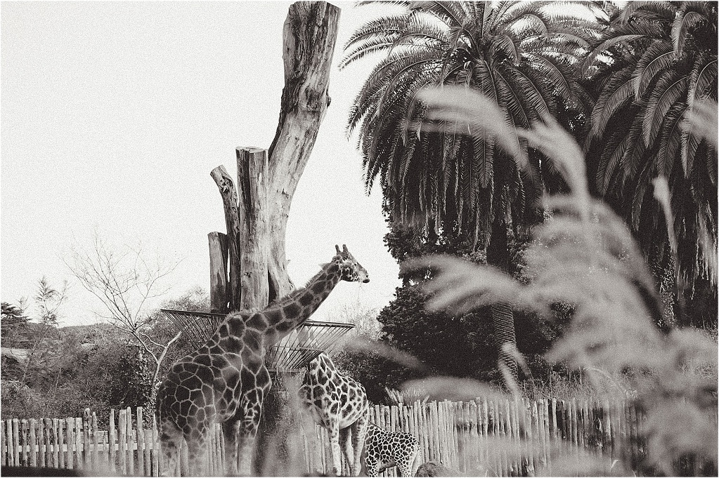 giraffe_animal_photography_0003.jpg