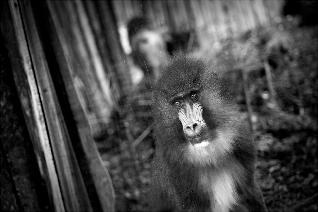 Animal Photography 