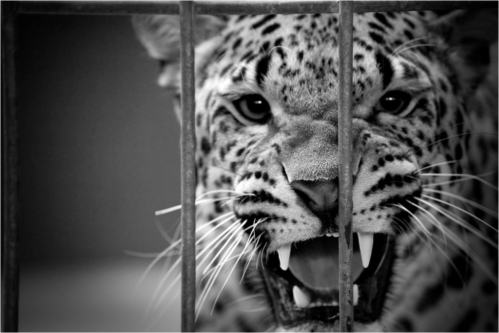 Animal Photography 