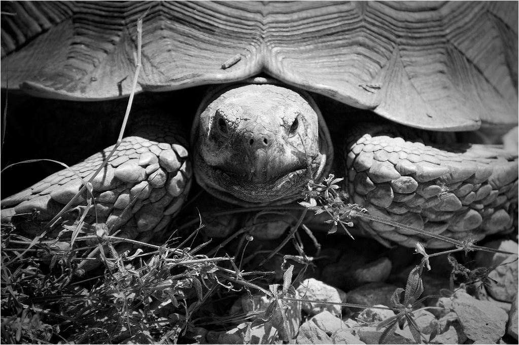Animalia_Project_0012.jpg
