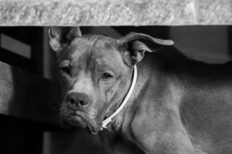 Animal Photography - Dog Photography