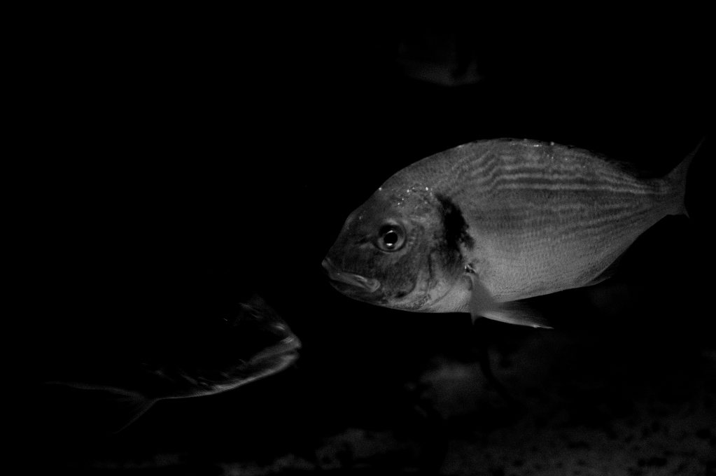 fish-photography-1053