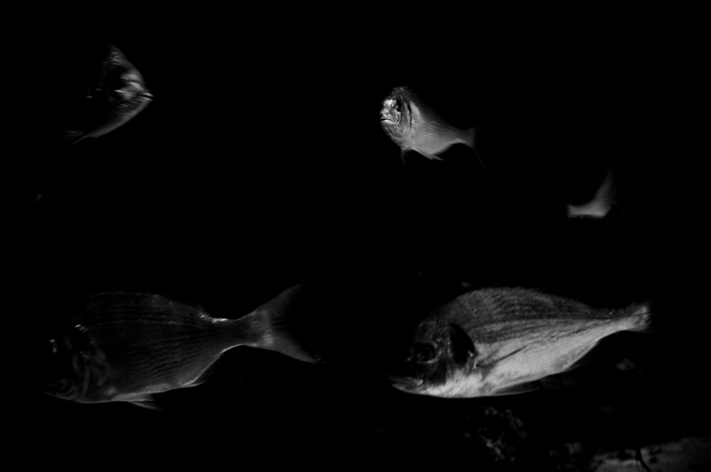 fish-photography-1054