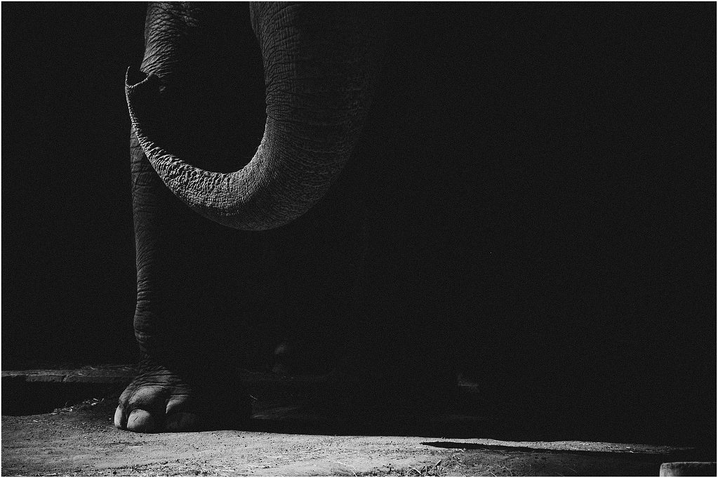 When Elephants Weep.