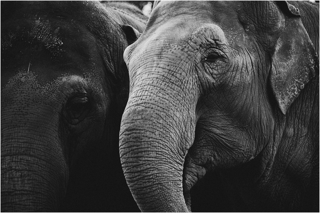 Elephants_0003