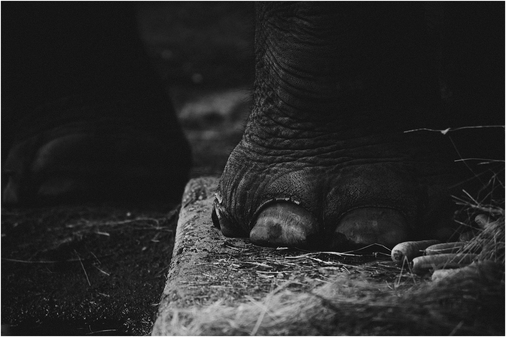 Elephants_0004