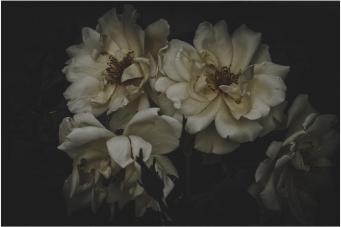 a rose is a rose is a rose