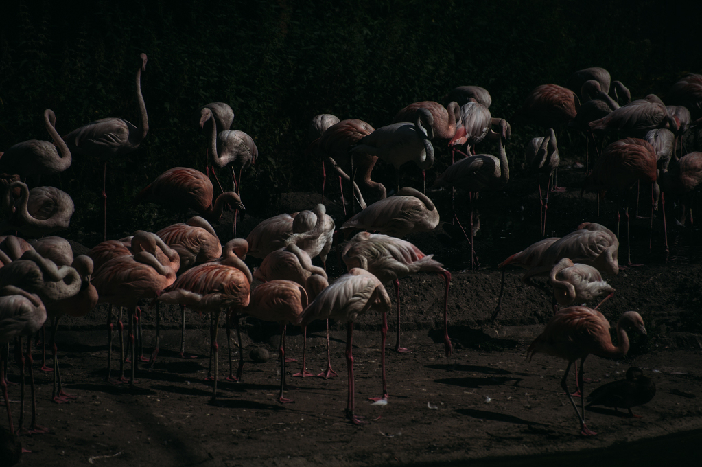 Pink Flamingos