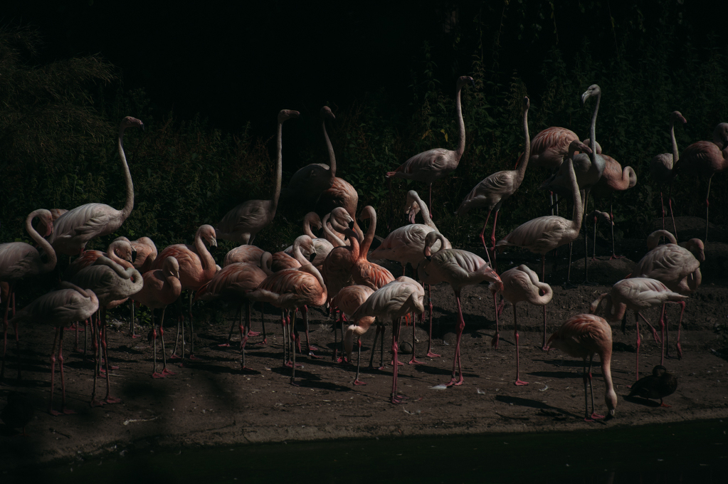 Pink Flamingos
