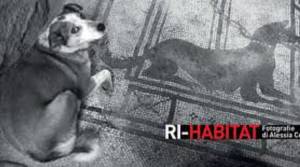 mostra-ri-habitat-cerqua