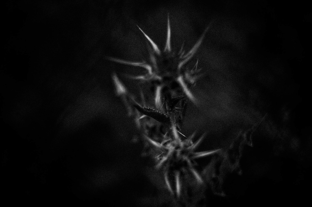 black garden-9054