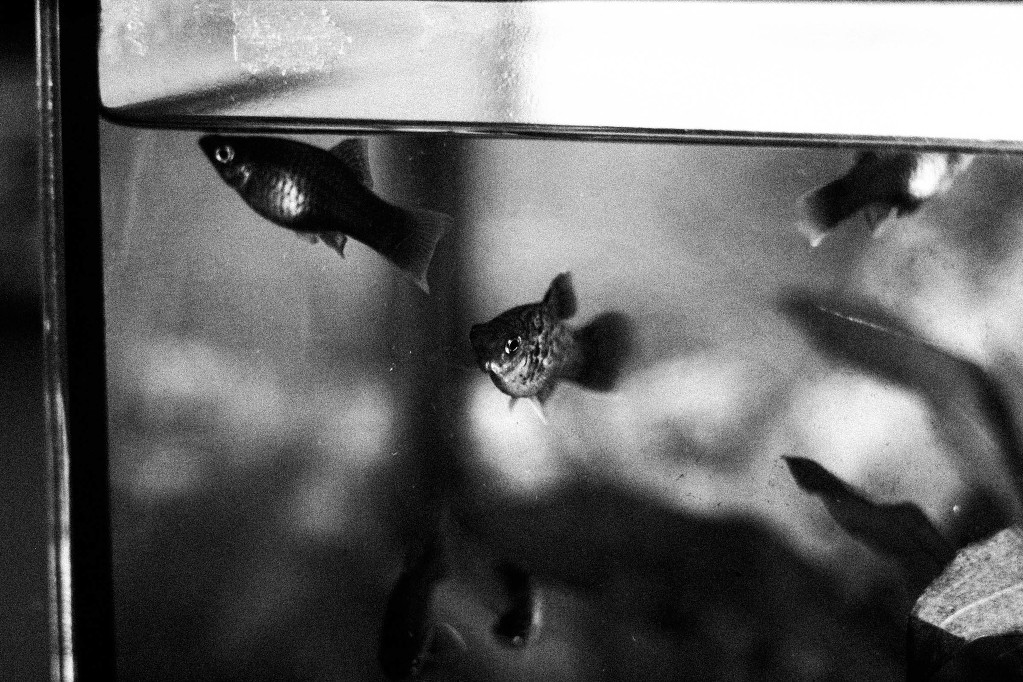 FISHBOWL-2-4