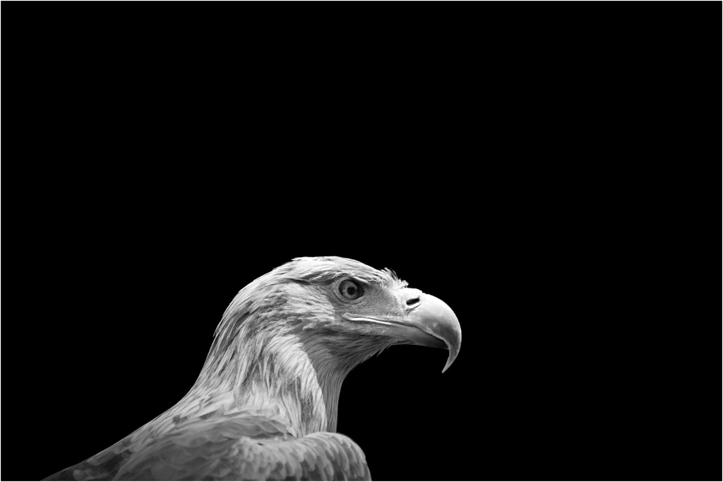 Animalia_Project_0013