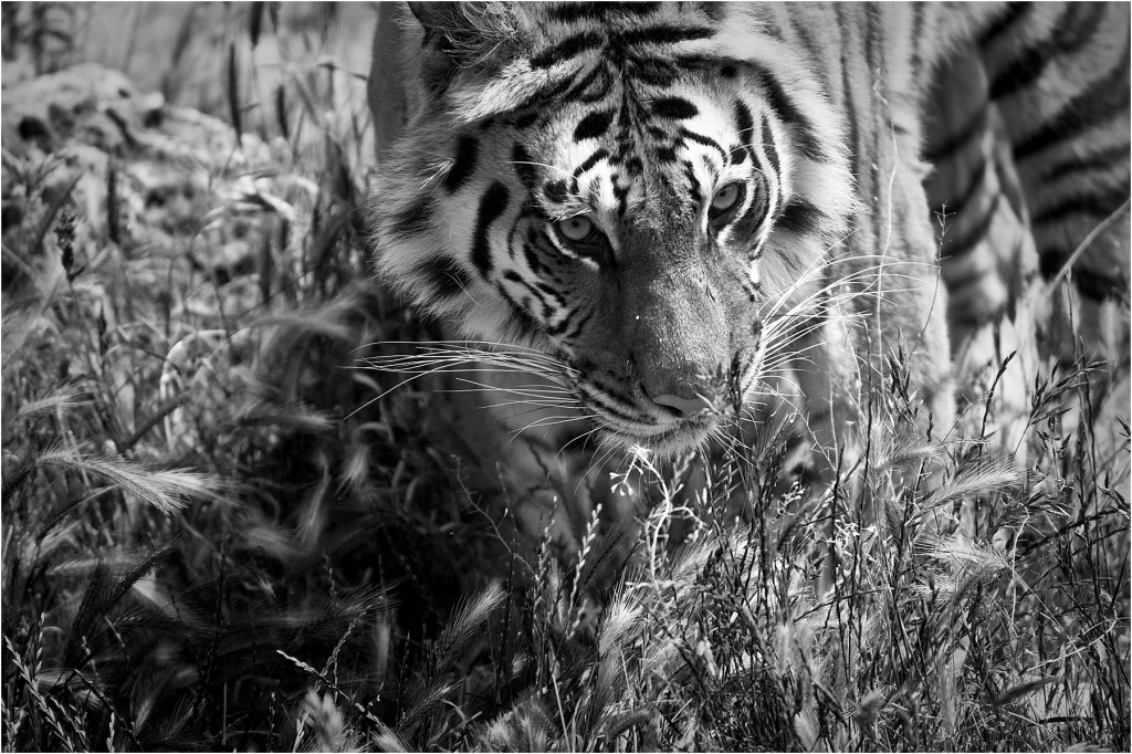 Animalia_Project_0019