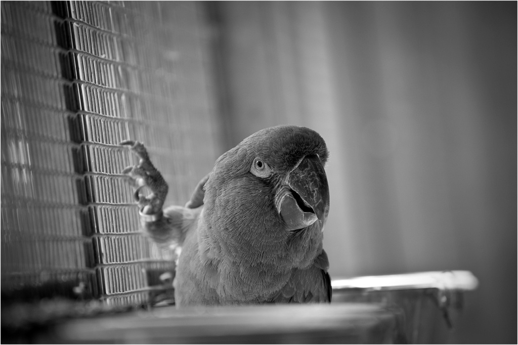 Animalia_Project_0020