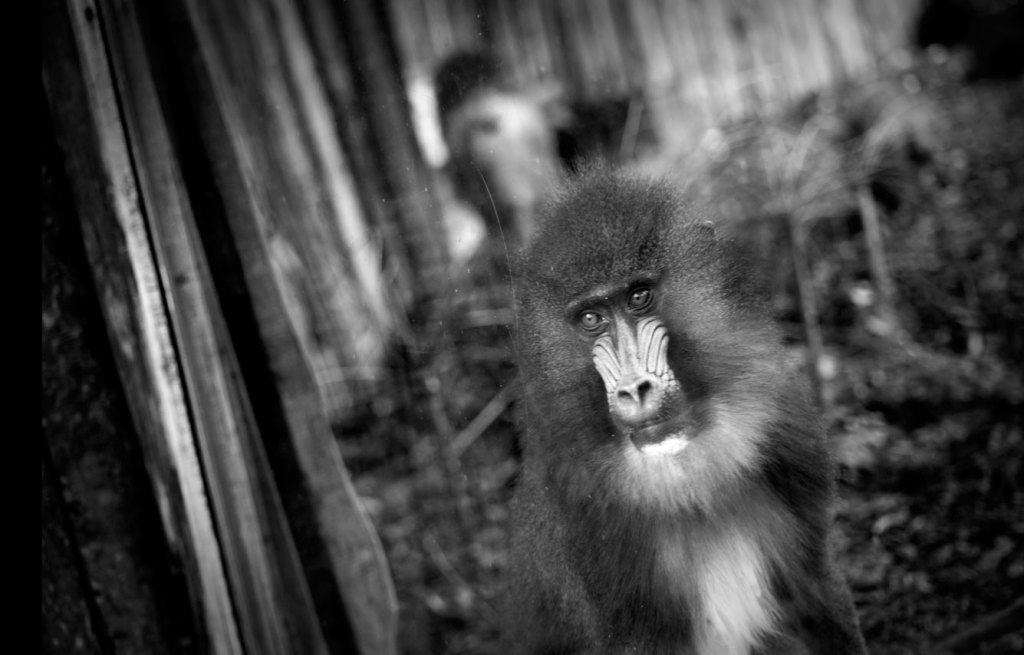 animalia project - Black & White Photography
