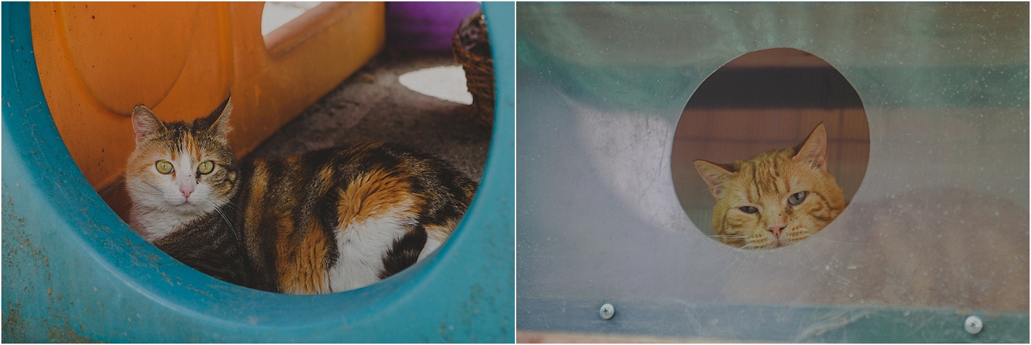 Animal Photography >> Cats