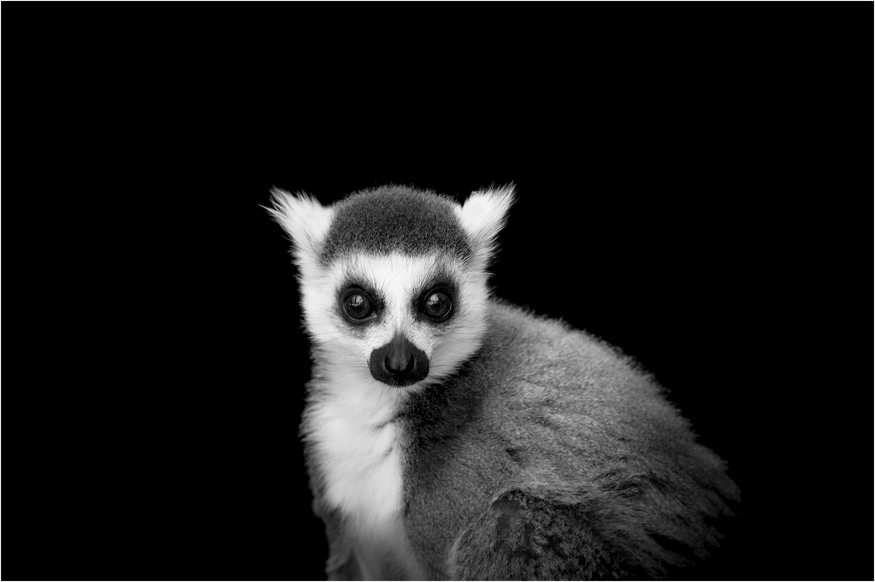 Animalia_Project_0014.jpg