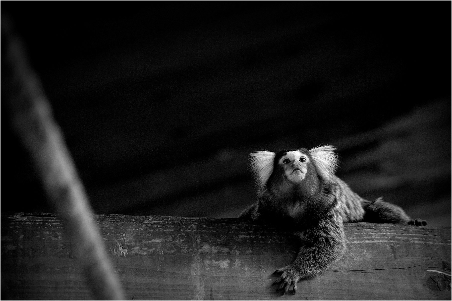 Animalia_Project_0015.jpg