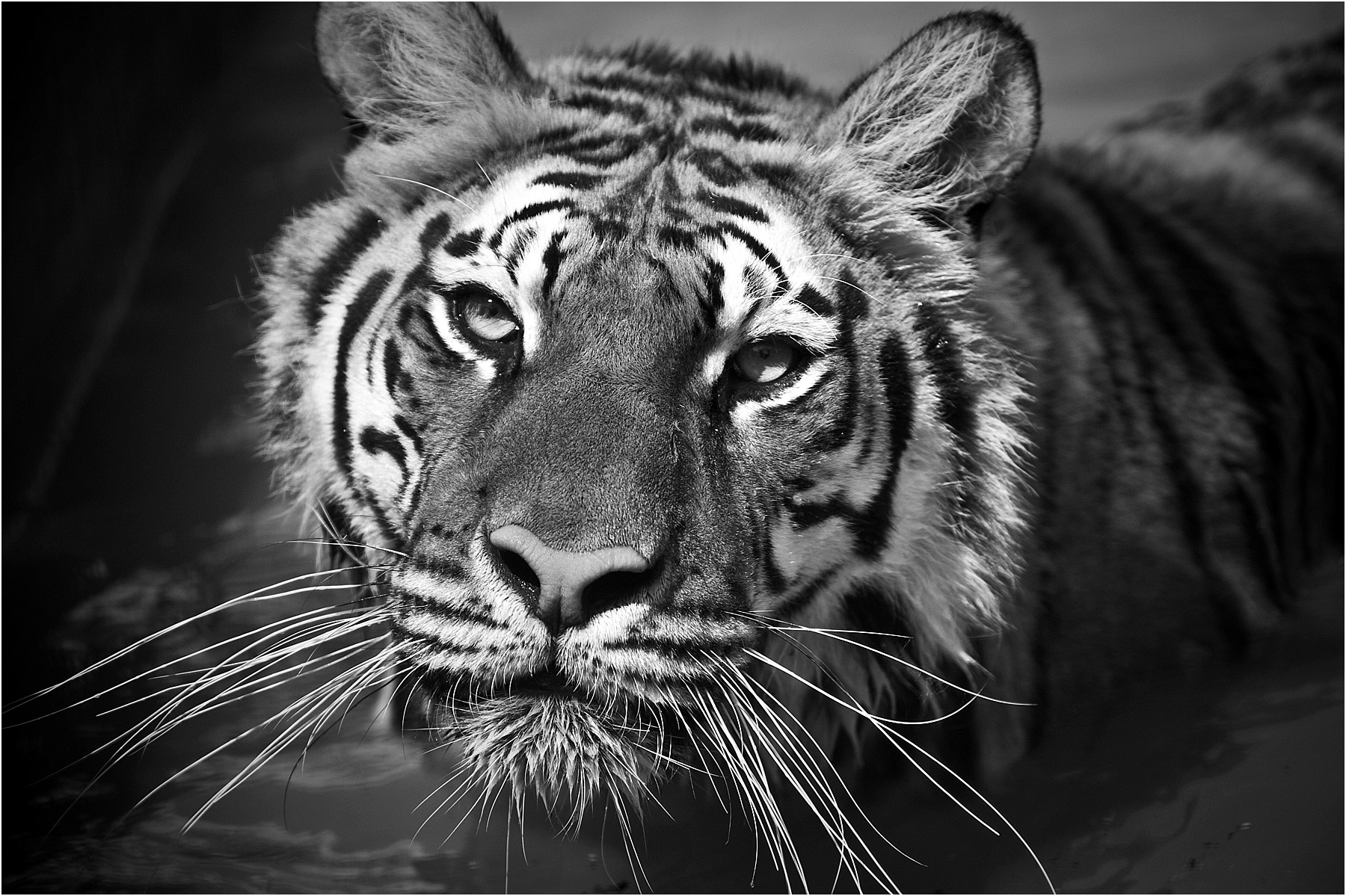 Animalia_Project_0016.jpg