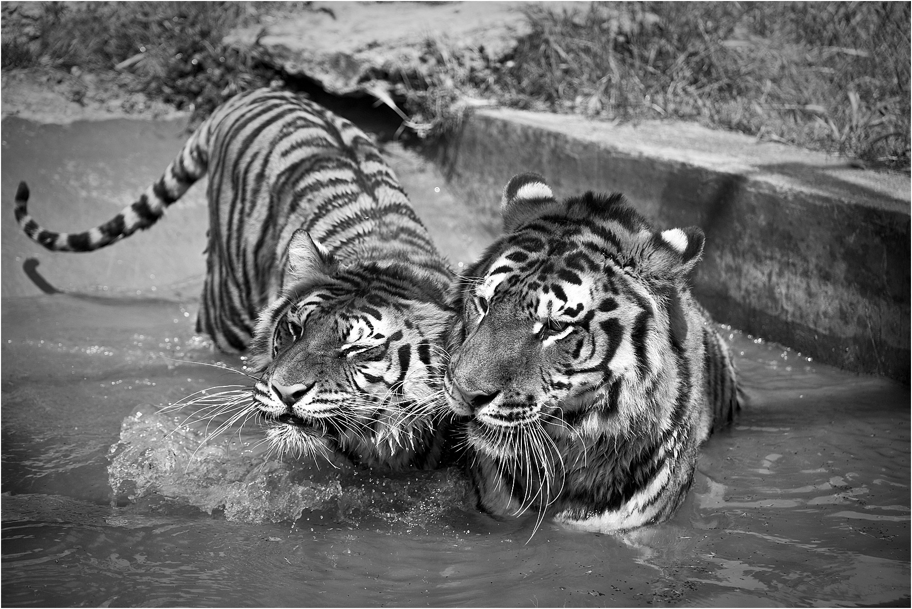 Animalia_Project_0017.jpg