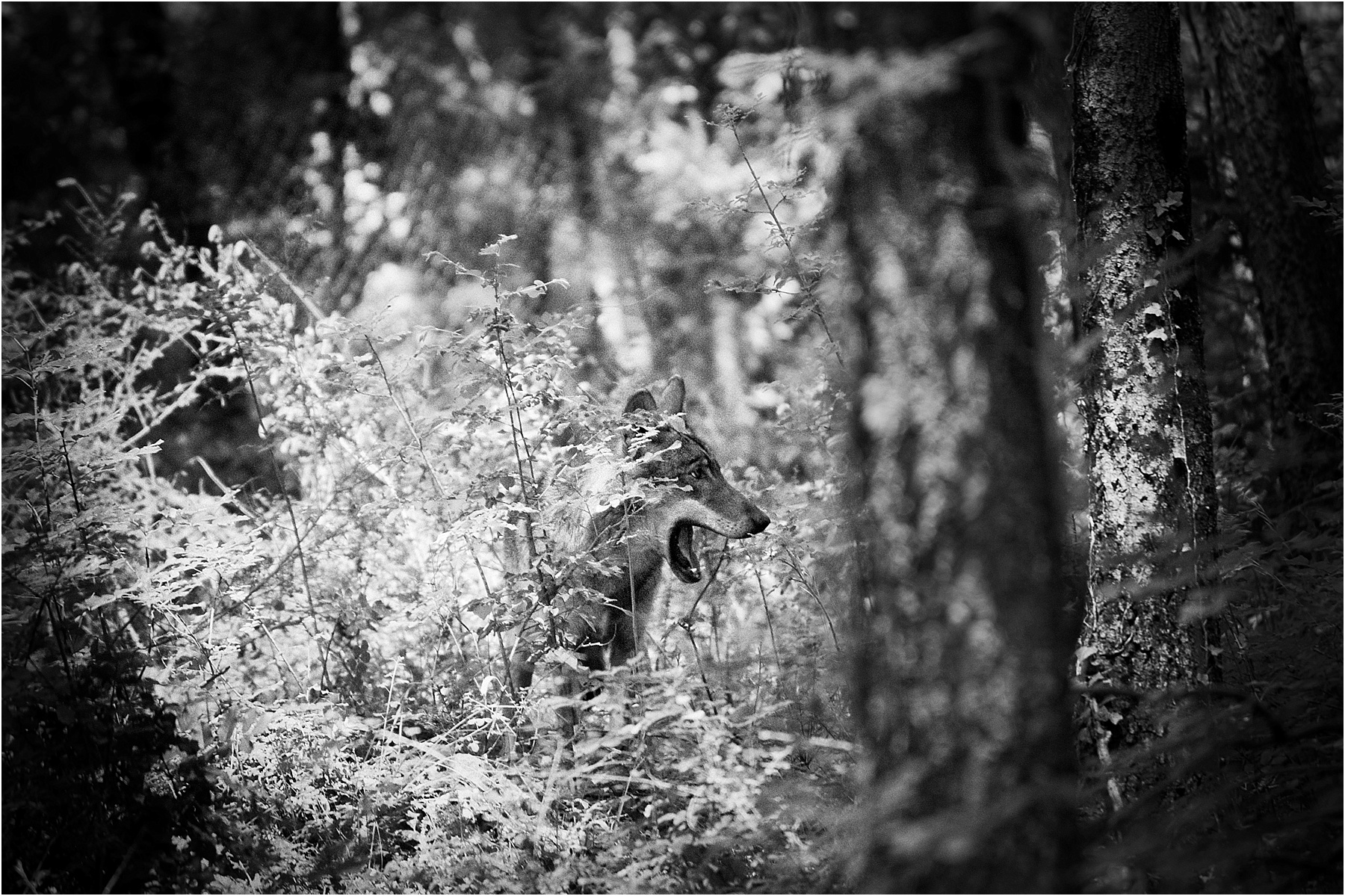 Animalia_Project_0018.jpg
