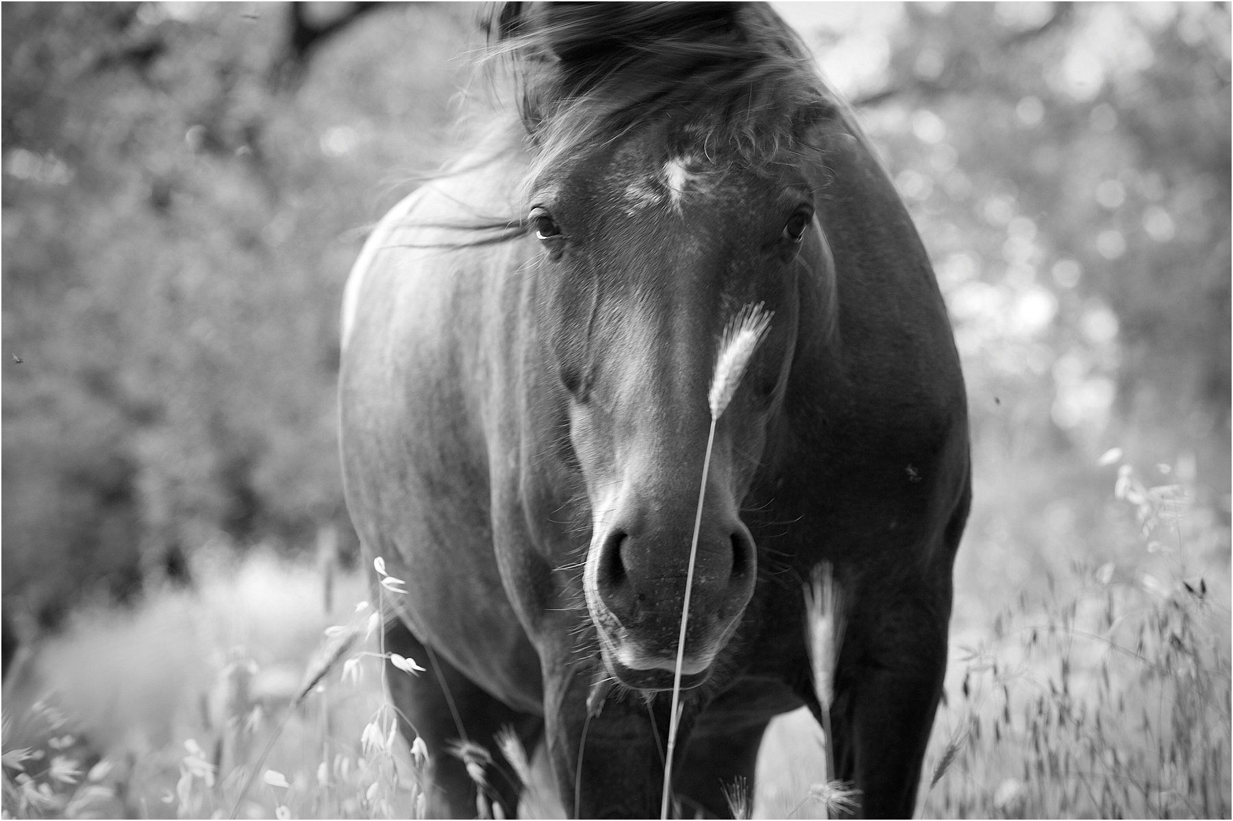 Animalia_Project_0021.jpg
