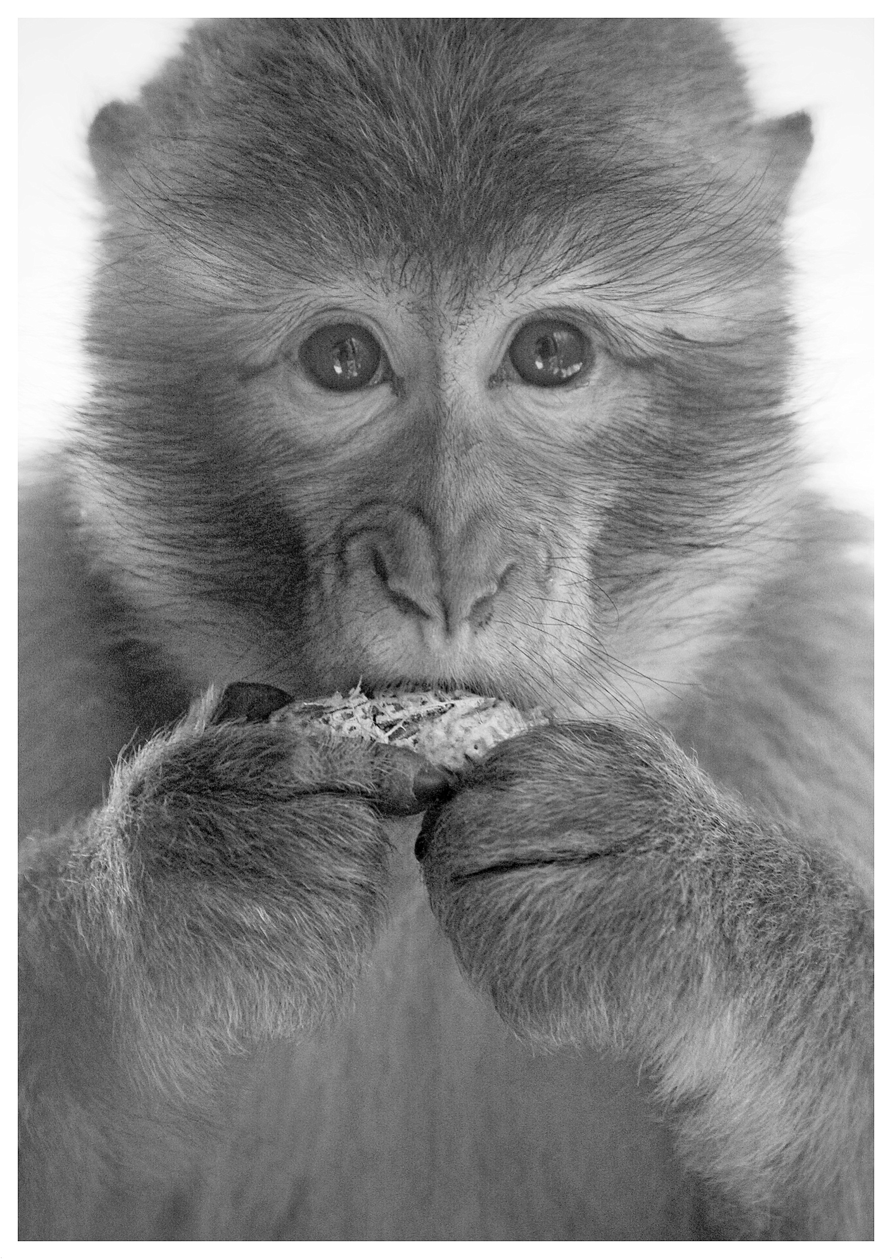 Animalia_Project_0022.jpg
