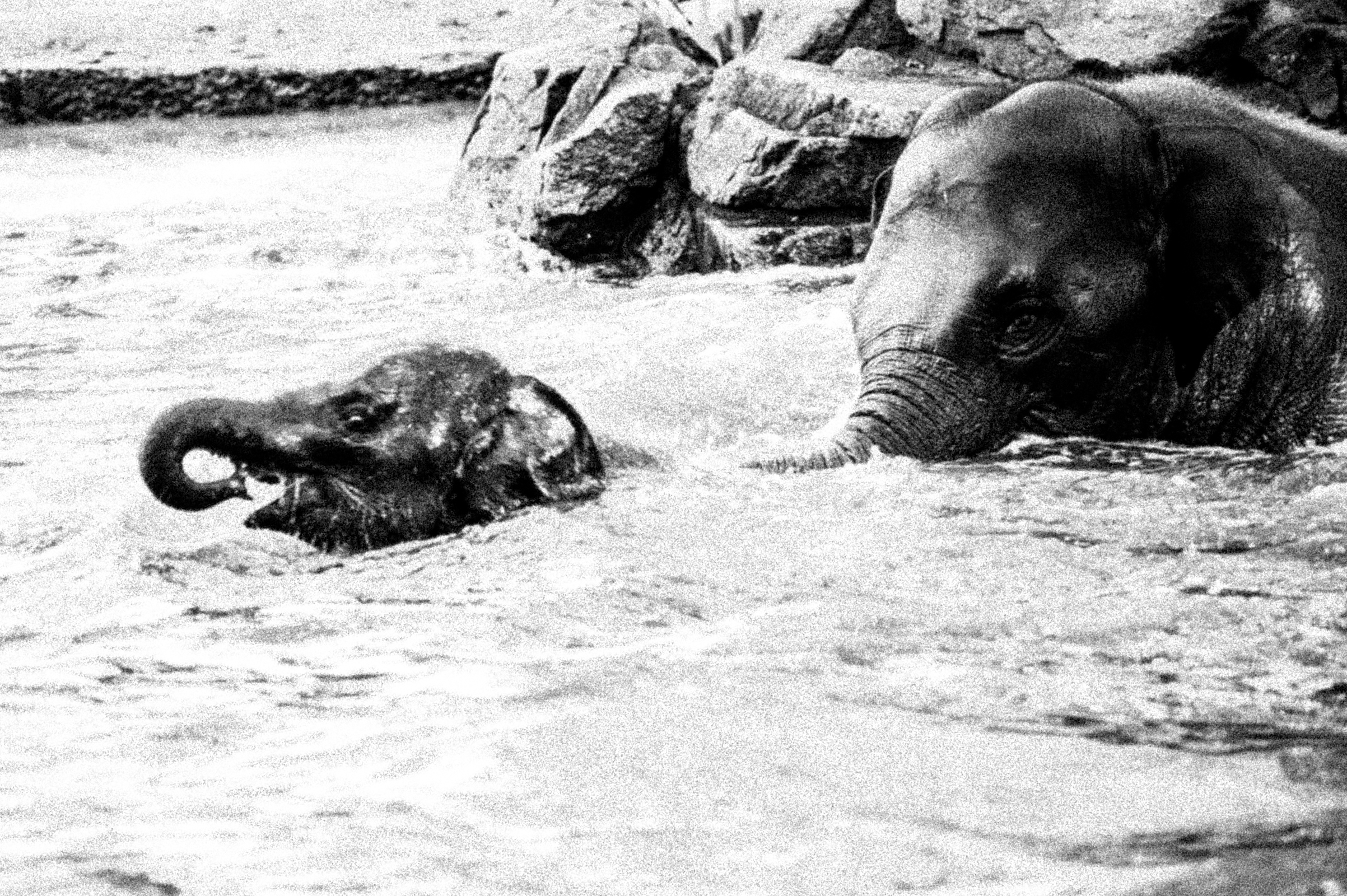 ELEPHANT-1289