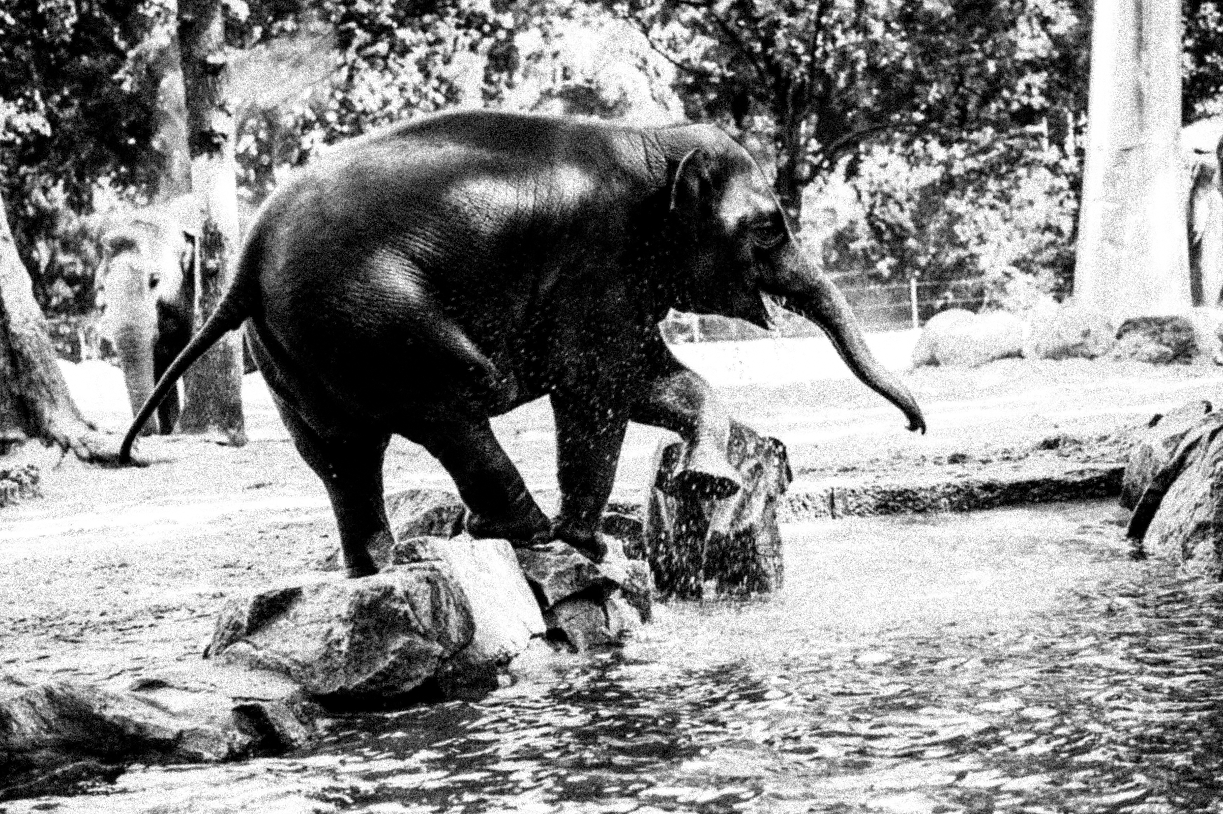 ELEPHANT-1323