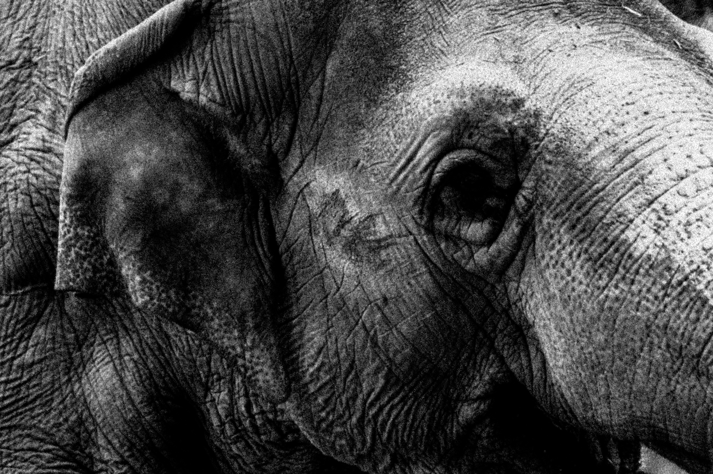 ELEPHANT-9655