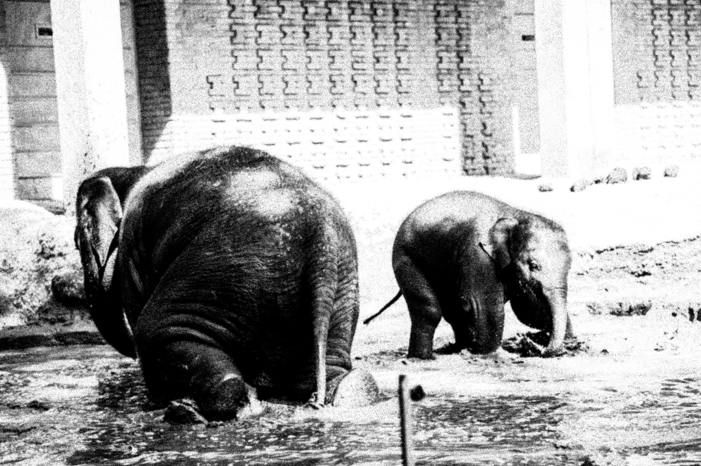 ELEPHANT-9707