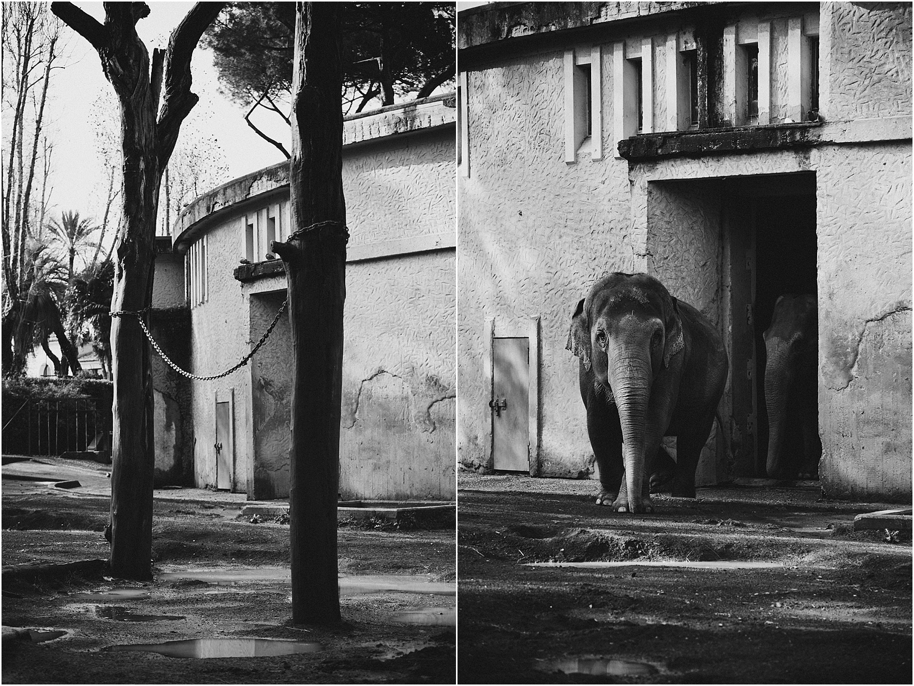 Elephants_0009