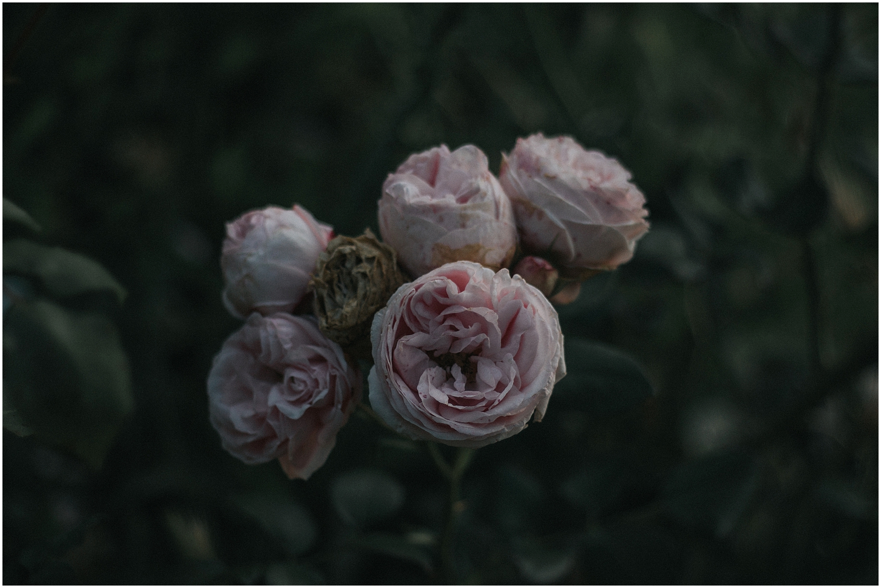 a rose is a rose is a rose