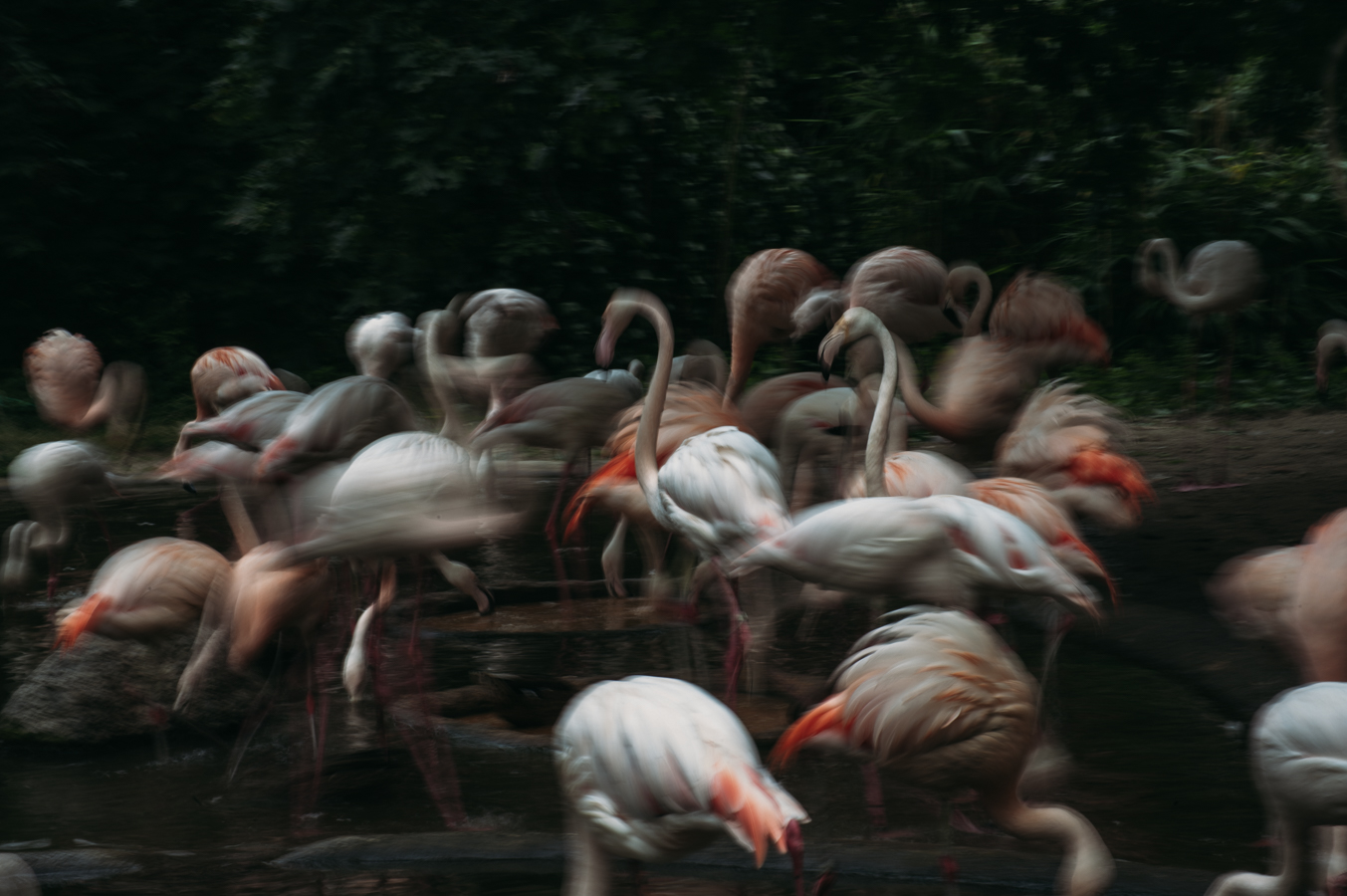 PINK-FLAMINGOS_0293