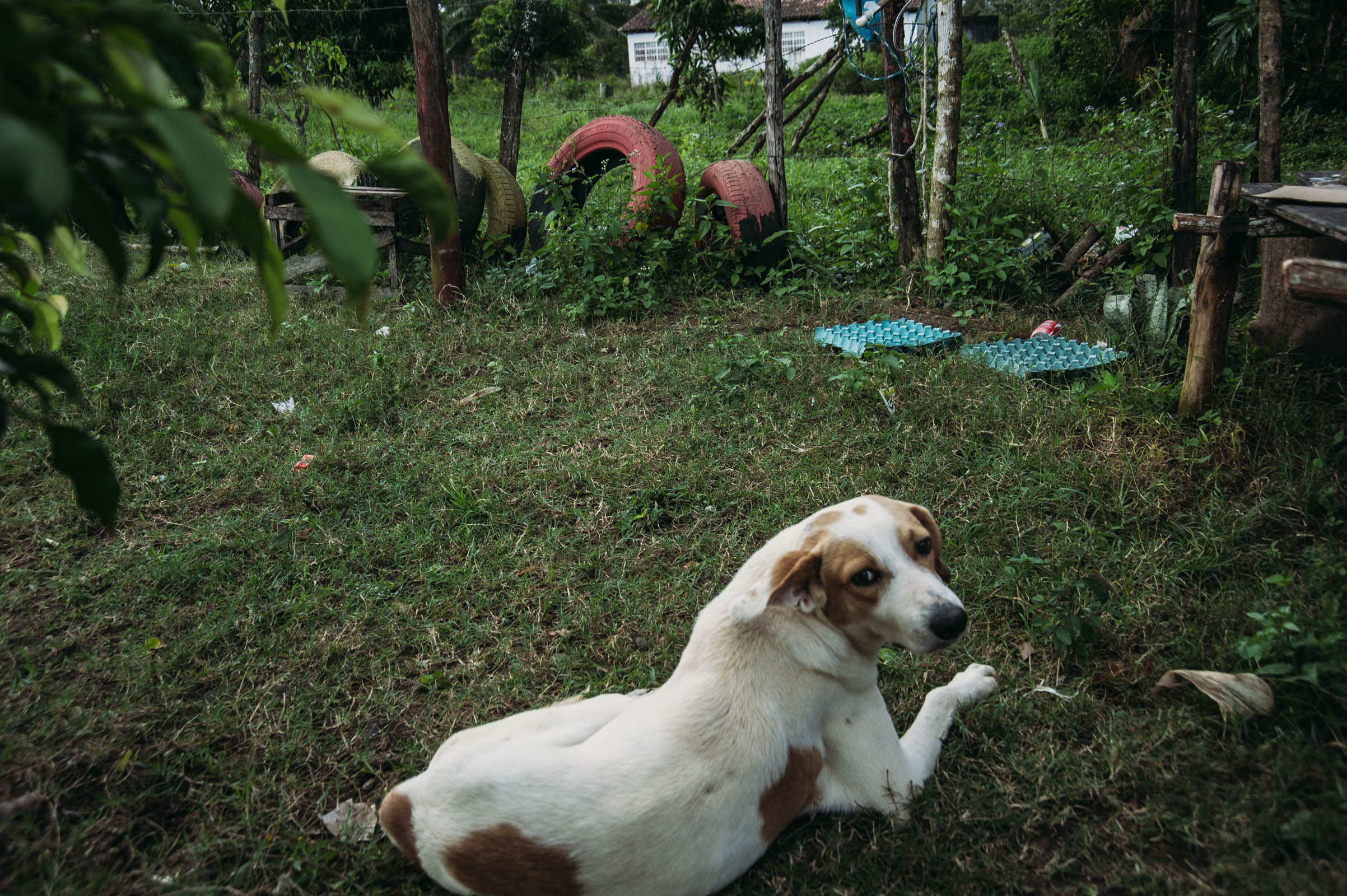 dogs-268