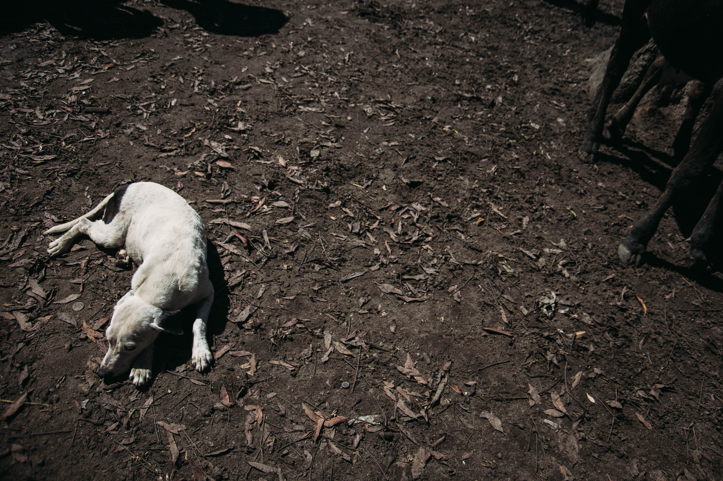 wild dogs-141