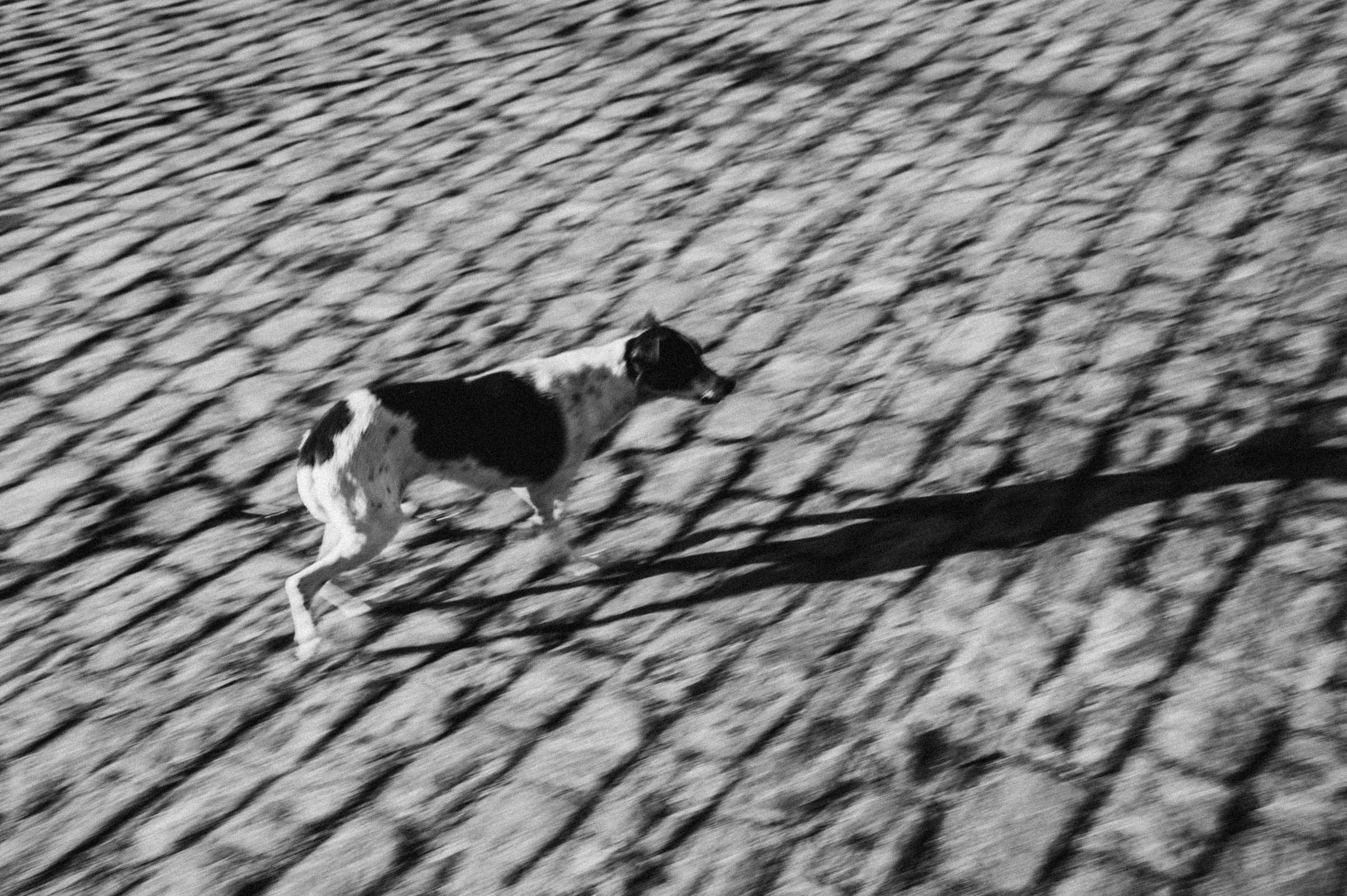 wild dogs-7