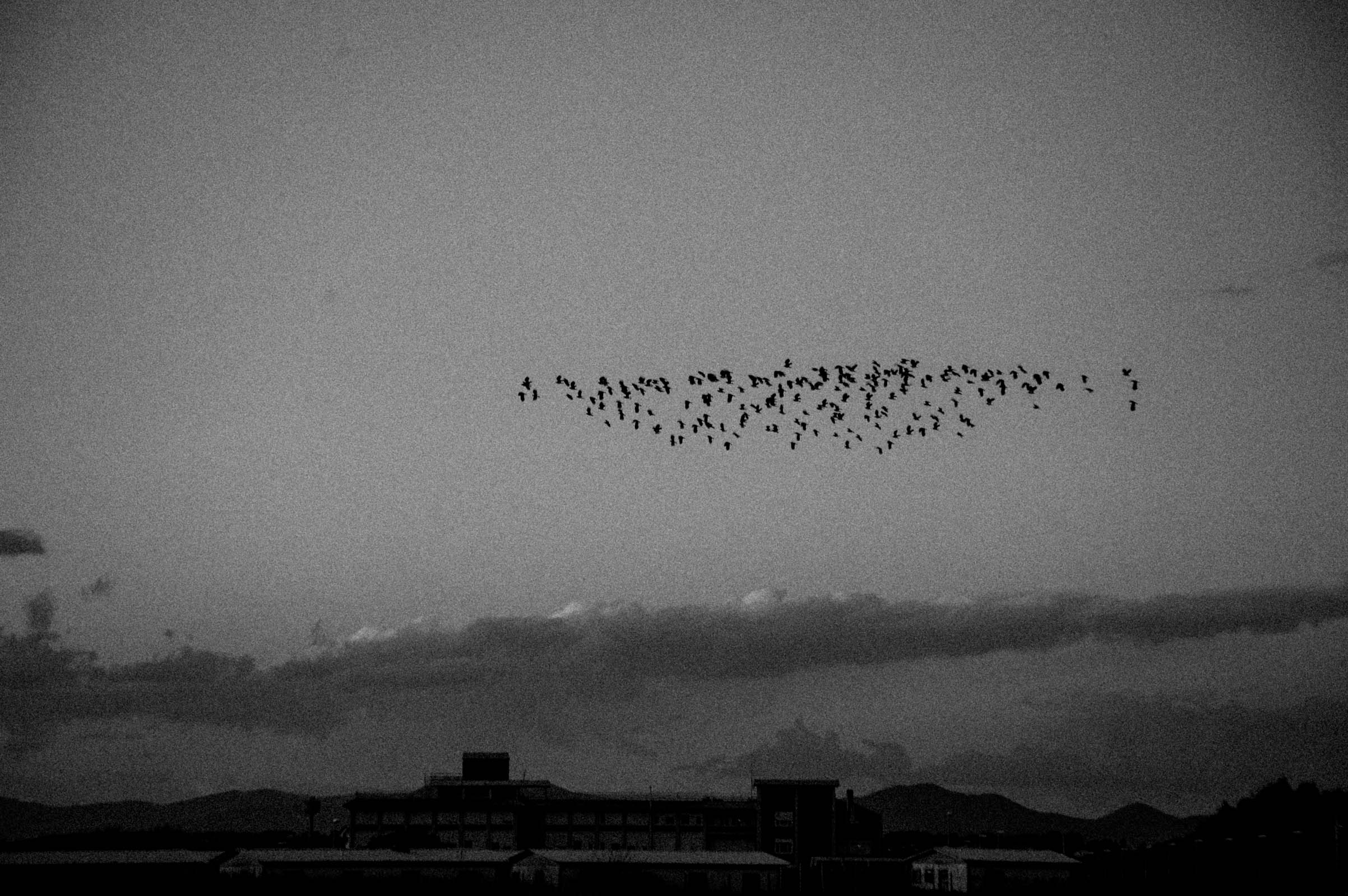 SUMMER-SCAPE-168