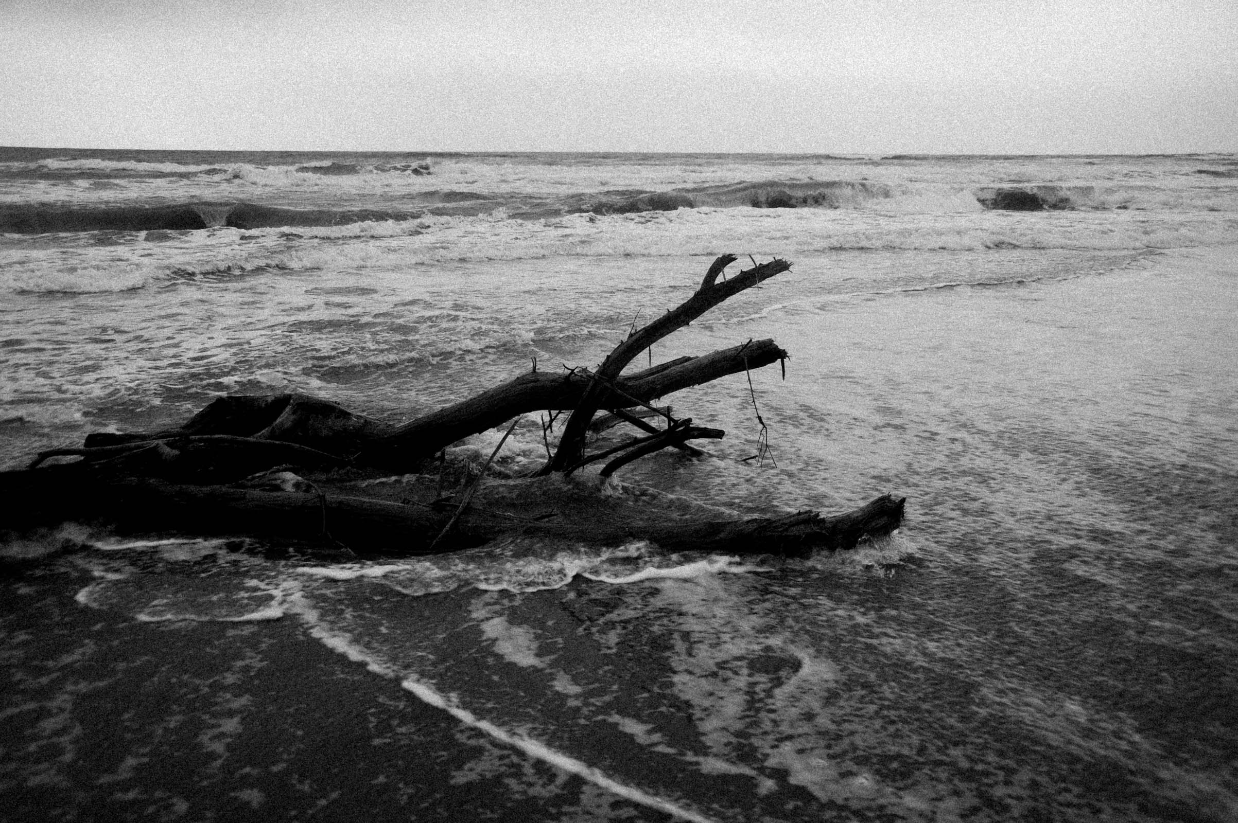 SUMMER-SCAPE-27
